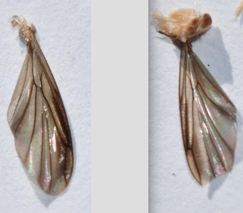 Réf. 331 957 : Keroplatus testaceus